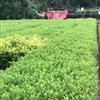出售 5000000毛鹃0.45每株