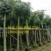 福建桃花心木供应，福建桃花心木的价格，桃花心木袋装苗报价