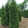 蜀桧6最新价格/蜀桧6报价