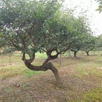 点击查看大图