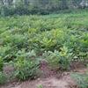 山东江苏地区供应1-3年紫藤小苗