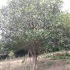 㽭ṩҶʯ70-1ף1820