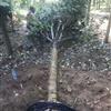 河南南阳大量供应各种规格五角枫