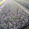 繡線菊、四川繡線菊、繡線菊杯苗