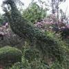 ĴСҶŮͷˣ300cm280cm۸2500Ԫ