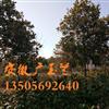 2ͼƬ\2