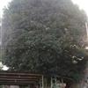 广西桂花7信息