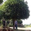 桂花11供应/桂花11图片