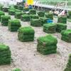 郴州马尼拉草坪苗木基地