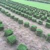 湖南马尼拉草坪基地