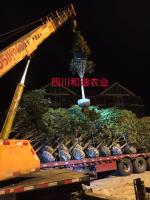 点击查看大图