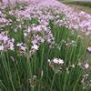 四川供應大量紫骄花