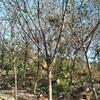 批发福建山樱花地苗袋苗胸径5-25公分，产地直销，物美价廉