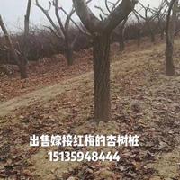 点击查看大图