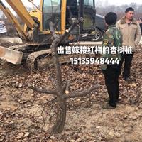 点击查看大图