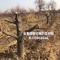 点击查看大图
