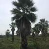 福建华棕（老人葵）加拿利海枣等 各种规格  漳州棕榈基地