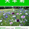 供應矢车菊杯苗、矢车菊种子.各类花卉种子苗木种子草籽