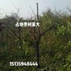点击查看大图