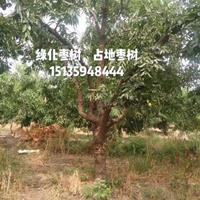 点击查看大图