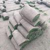草坪基地直接低价供應沙坪果岭草 四季常青果岭草 高档果岭草