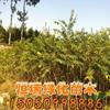 江蘇臭椿苗介紹/特征/用途