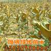 廣玉蘭小苗行情報價/廣玉蘭小苗图片展示