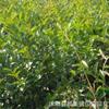 江苏[产品]/江苏水蜡苗价格/報價
