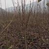 白蜡产地,白蜡价格,河南白蜡种植基地,白蜡树绿化效果