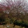 红叶碧桃售价,地径1-12公分红叶碧桃价格,潢川寿星桃山桃树