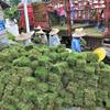 几大因素影响马尼拉草坪价格趋势