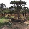 大小规格造型松、黑松5基地