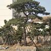 山东供应造型松、黑松7规格齐全
