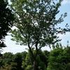 苗圃移植樸樹（合肥）