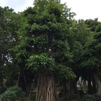 点击查看大图