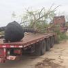 蓝花楹福建基地种植供应地苗移栽蓝花楹规格齐全大量供应