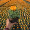 时花福建漳州苗圃种植供应时花 长春花 皇帝菊品种多样规格齐全