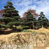 湖南株洲五针松批发,造型五针松出售,精品五针松