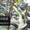 ڼ޽100