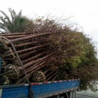 点击查看大图