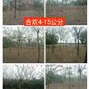 供应 合欢 栾树 香泡