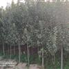 各种规格海棠价美
