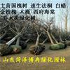 山东国槐树种植基地  菏泽知名苗木种植基地