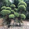香樟,香樟树,香樟直销,香樟价格,香樟桩,香樟古桩