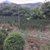 宁波造型罗汉松基地