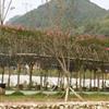 ޱ ޱȻ 쳤 ֹ֯ 