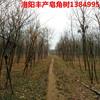 皂角基地，大量出售，精品皂角树