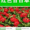 销售-大量百日草种子全国发货-价格低