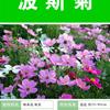 供应-大量波斯菊种子10吨现货，全国发货量大优惠，欢迎咨询