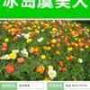 冰岛虞美人种子价格，大量现货，花海必备，全国发货